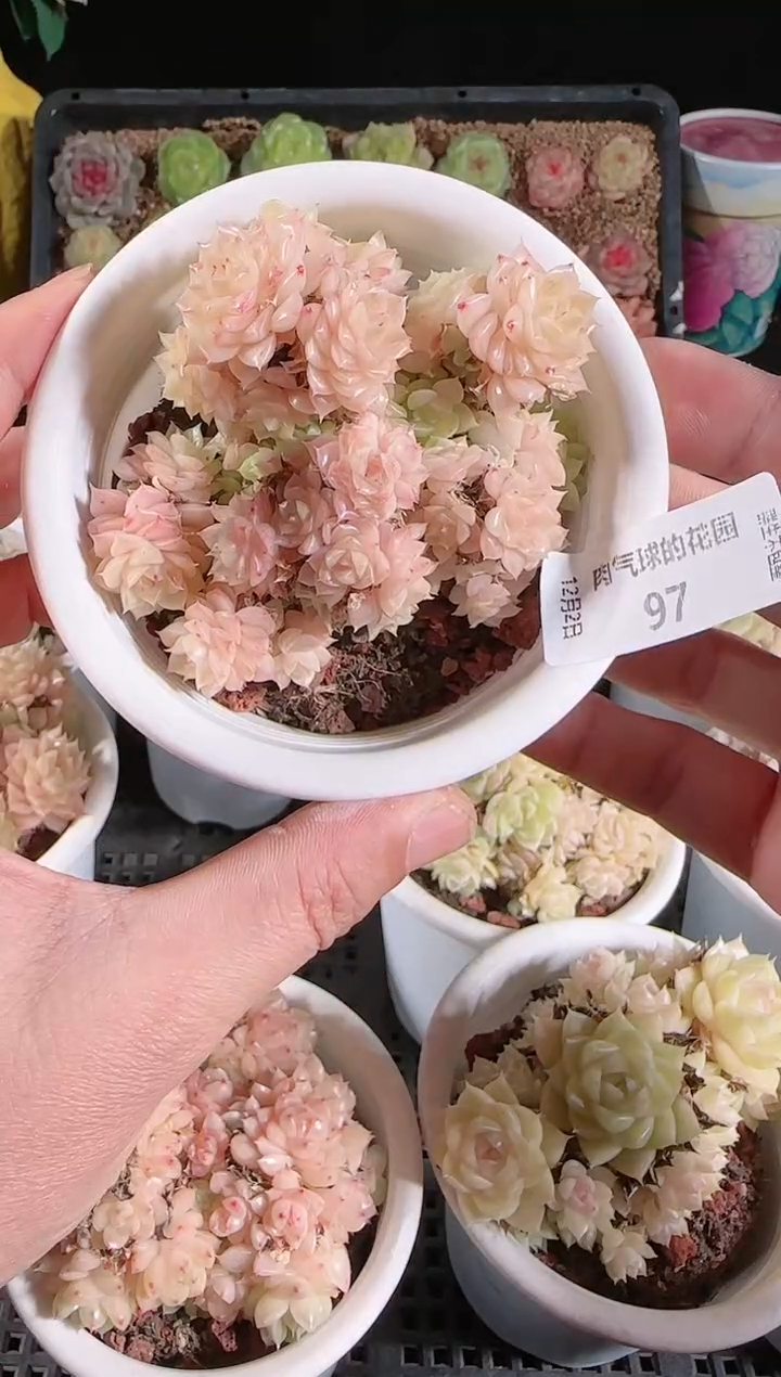 1202-97多肉群生不包整