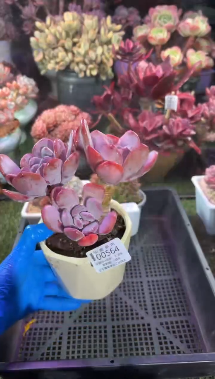 【闪购商品】00564