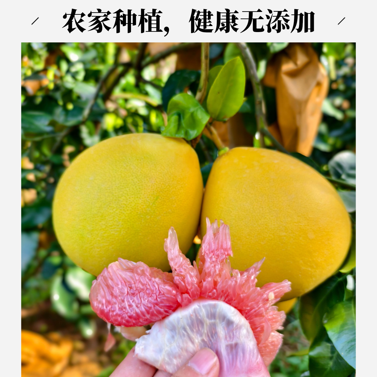 容县头茬现摘红心蜜柚新鲜水果皮薄肉厚汁水多