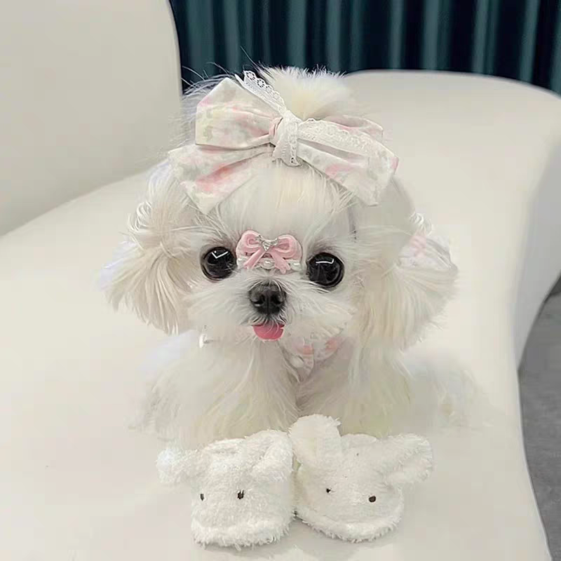 韩系可爱粘人马尔济斯幼犬