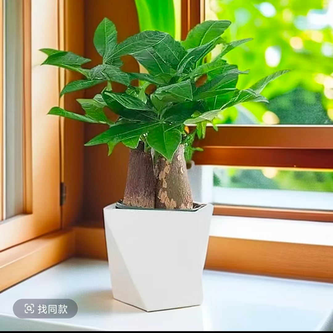三杆发财树盆栽室内桌面绿植花卉四季常青易活水培好养