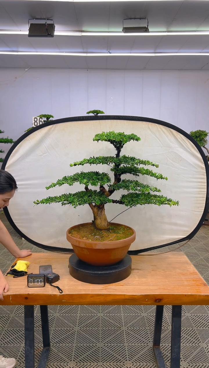 无花朵一物一拍一物一拍