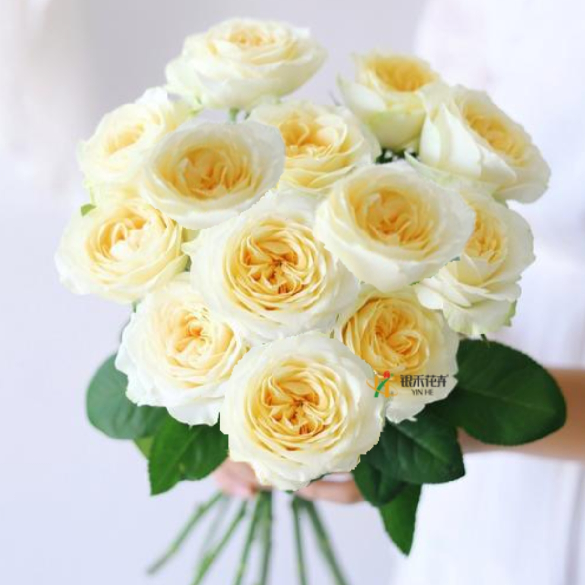 花易宝【直播】银禾奶油杯玫瑰 100枝起 顺丰空运包邮 云南基地直发