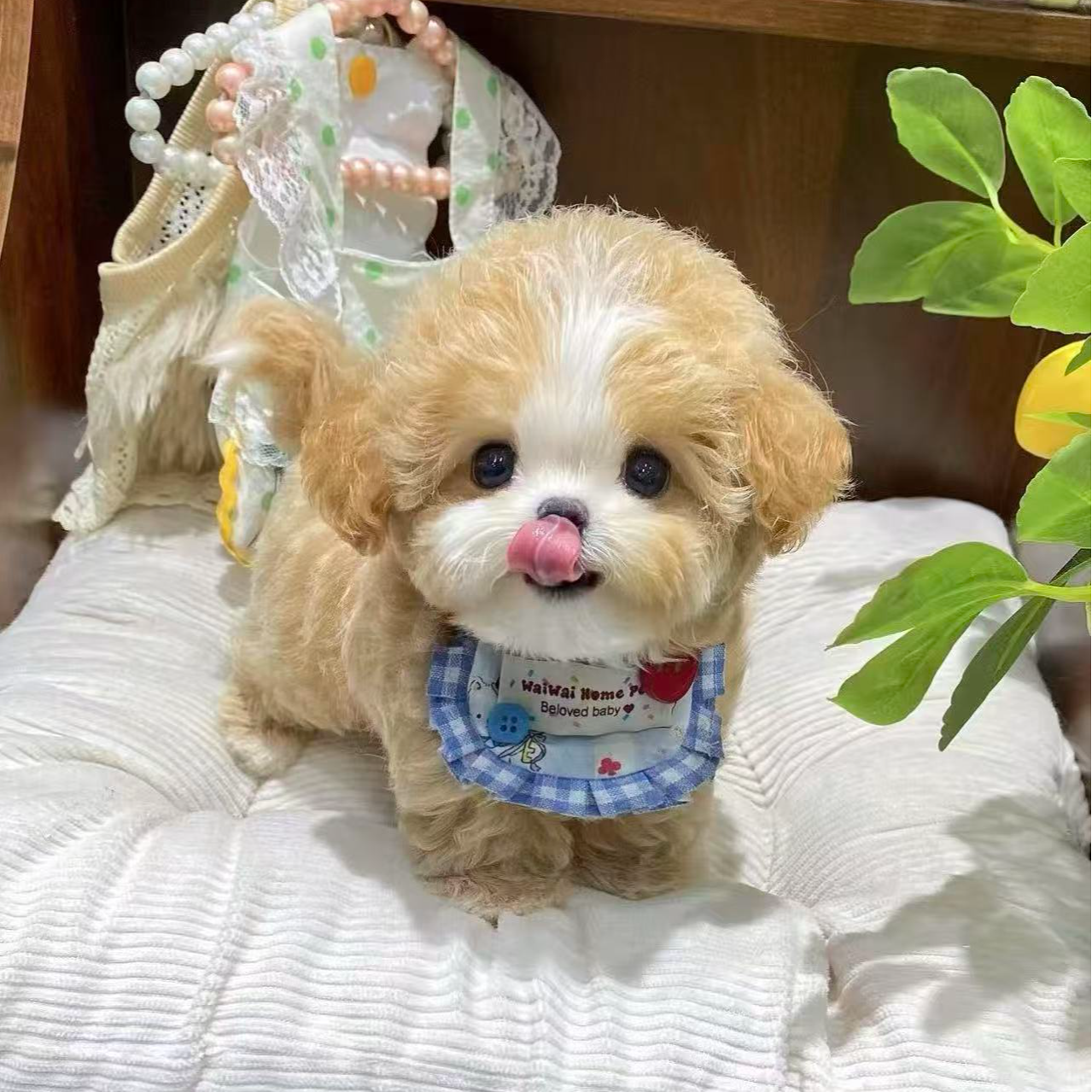 宠物狗售卖马尔泰幼犬小体马尔泰