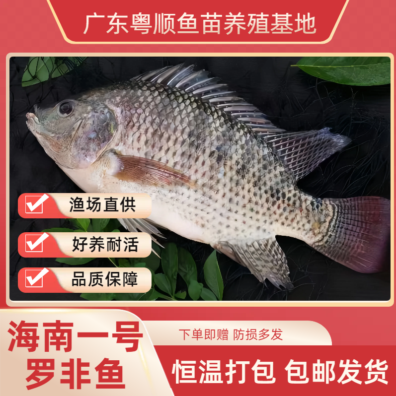 渔场直发 活体罗非鱼3-5厘米观赏鱼淡水包邮包活