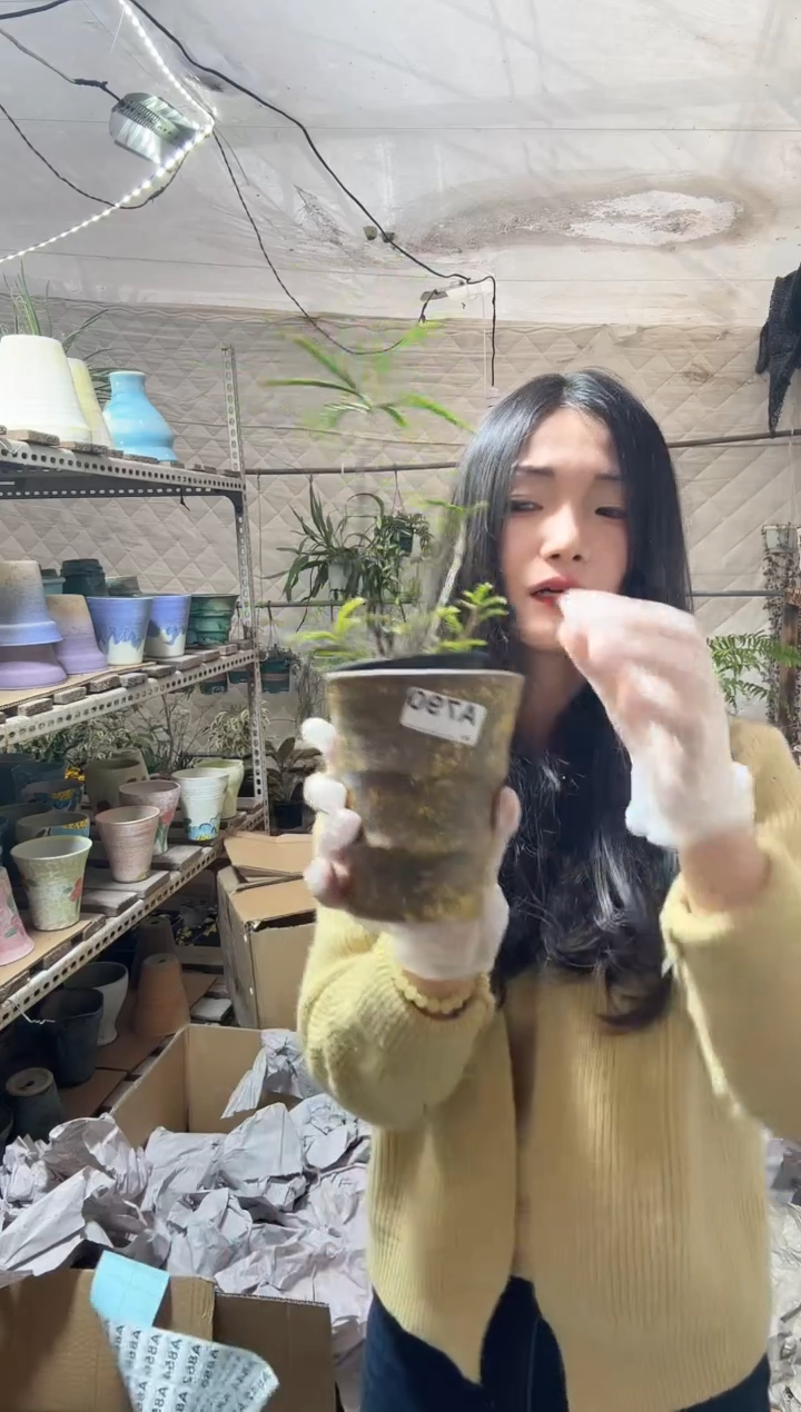 无花朵编号   790 景德镇手工手绘花盆