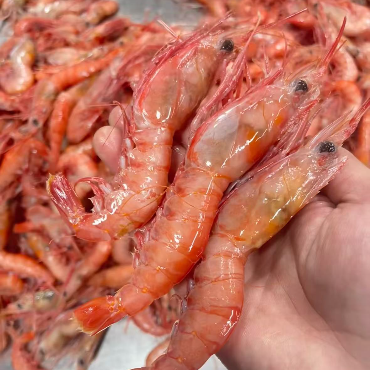 【东海野生红虾3斤】深海海捕大红虾红绿头新鲜上岸顺丰冷链包邮