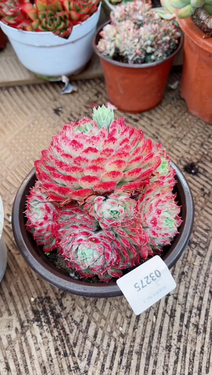 【闪购商品】03275