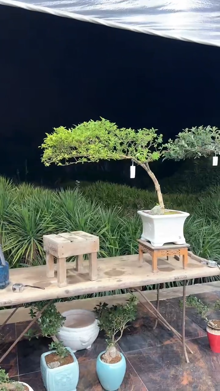 【闪购商品】盆景海岛栀子花