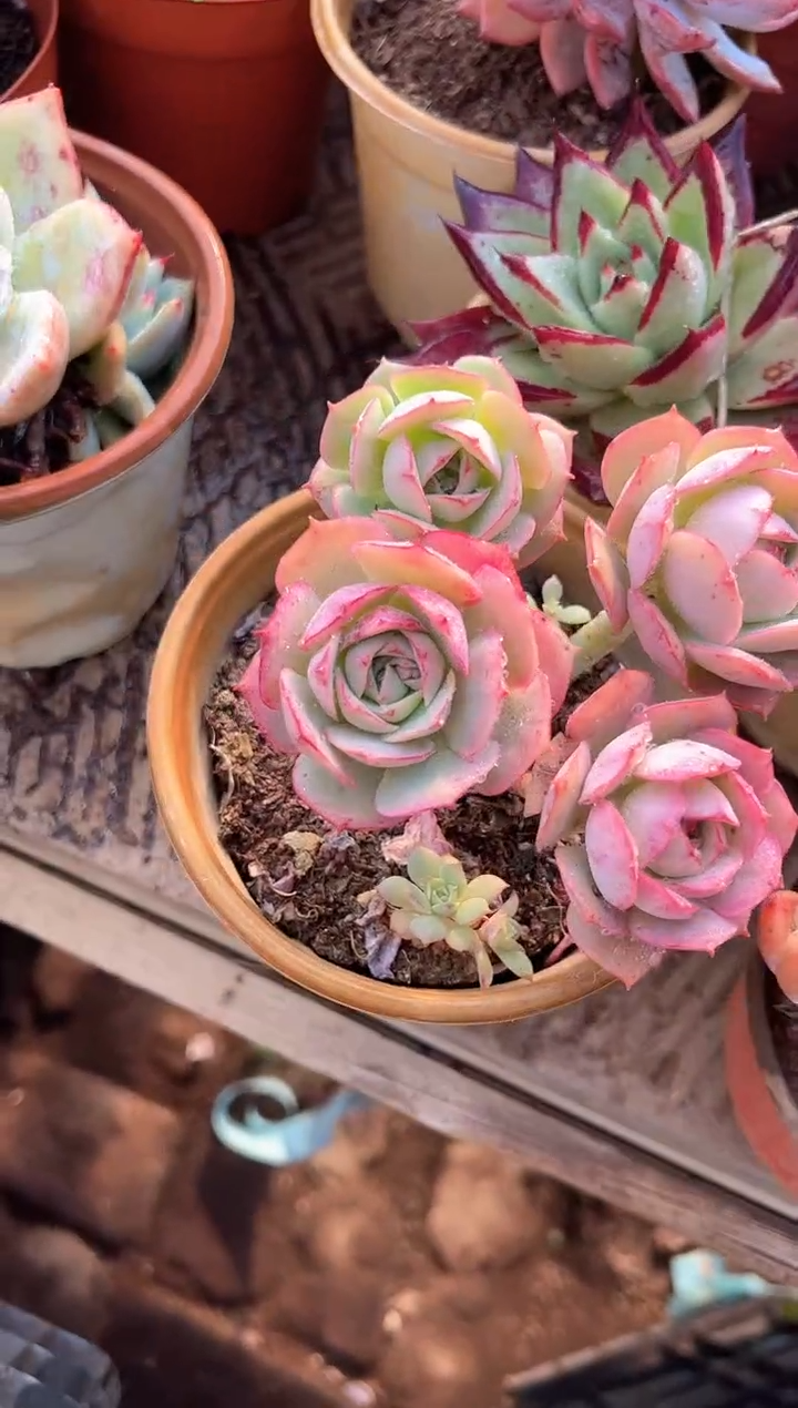 昭**王多肉植物一物一拍21237