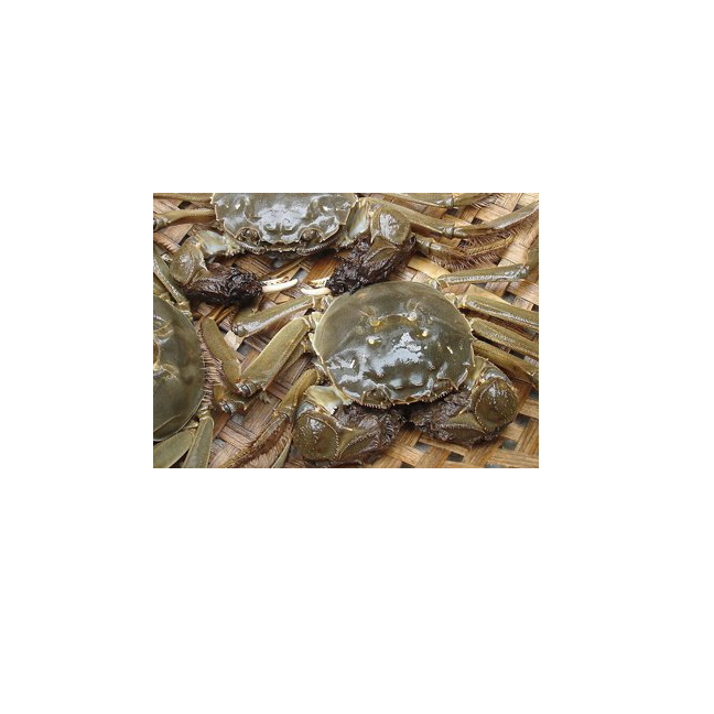 16只装包邮