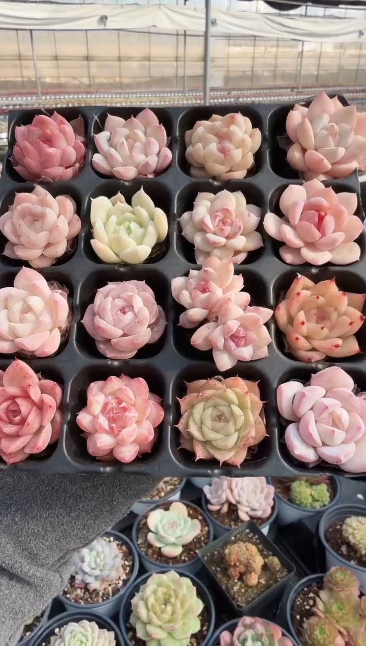 东云多肉园新款-125