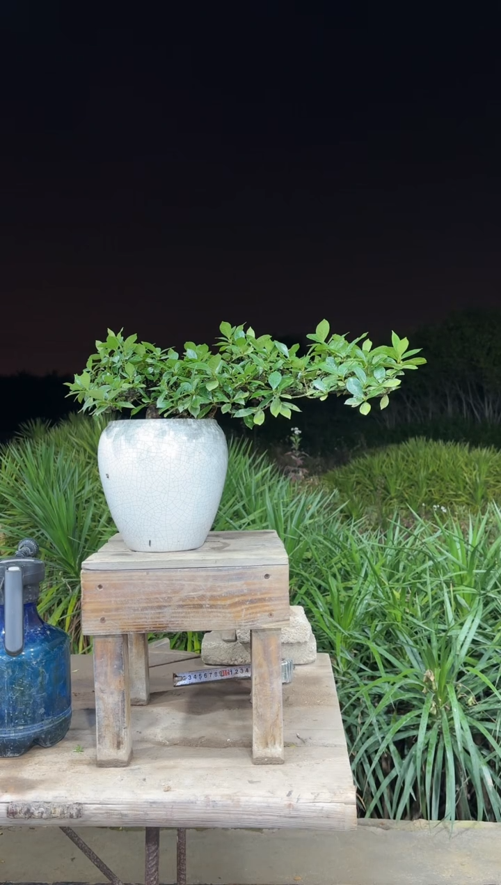 【闪购商品】盆景海岛栀子花