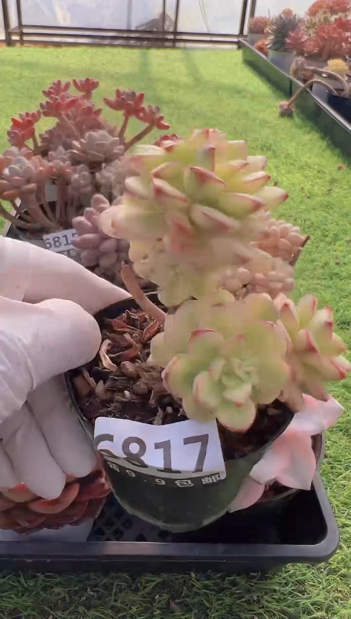 【闪购商品】信福多肉一物一拍