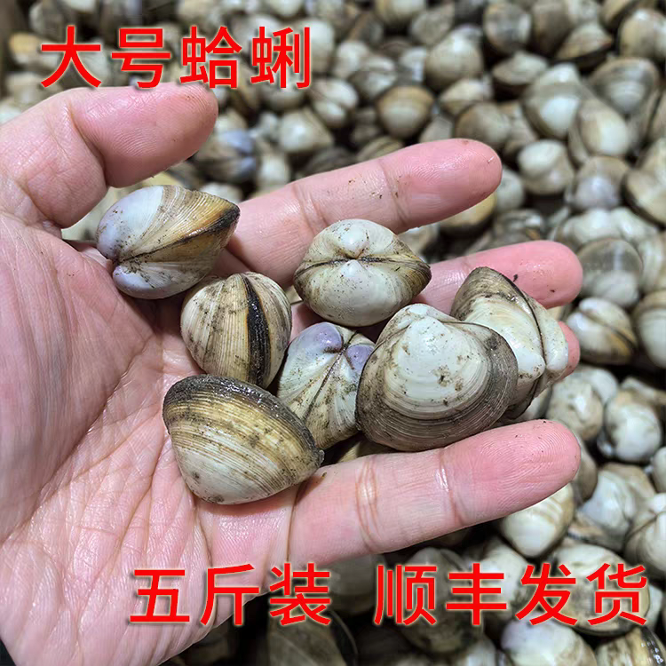 鲜活白蛤蜊如东洋口镇本港新鲜大白蚬子五斤装蛤蜊海鲜贝壳类水产