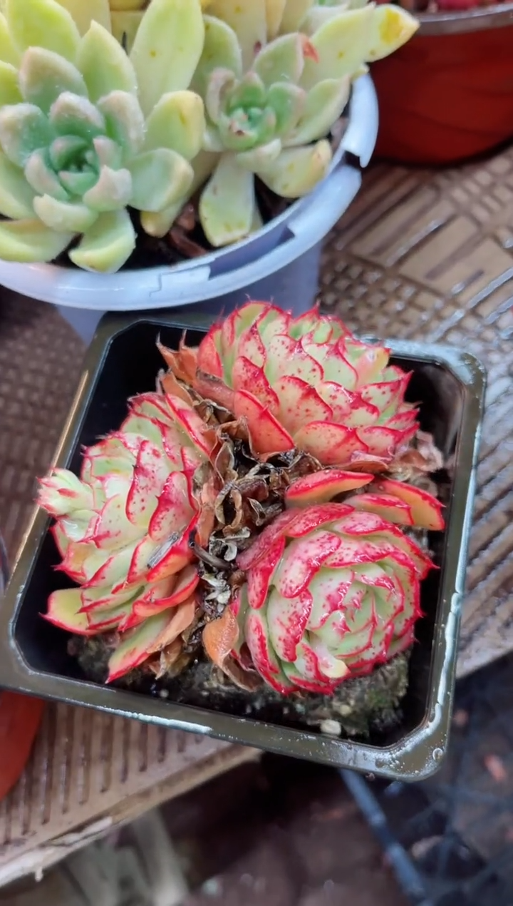 【闪购商品】11018