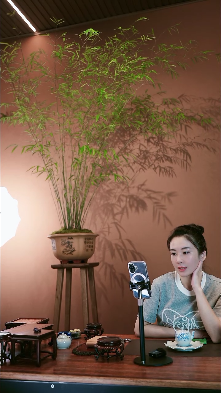 内门竹盆景盆景盆景
