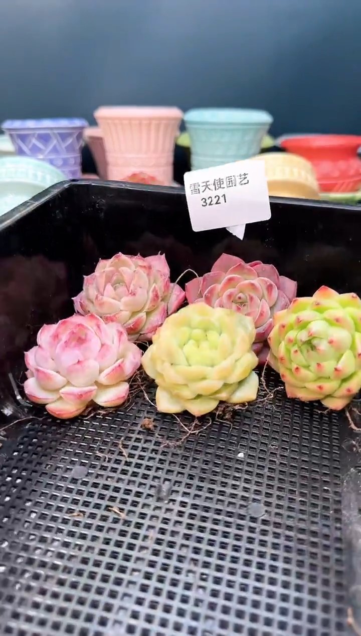 3  221  多肉 5  颗