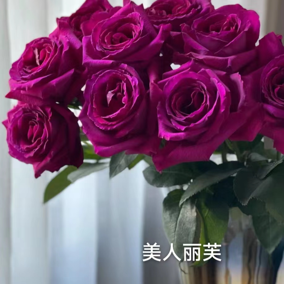 【美人丽芙特大苗】四季灌木