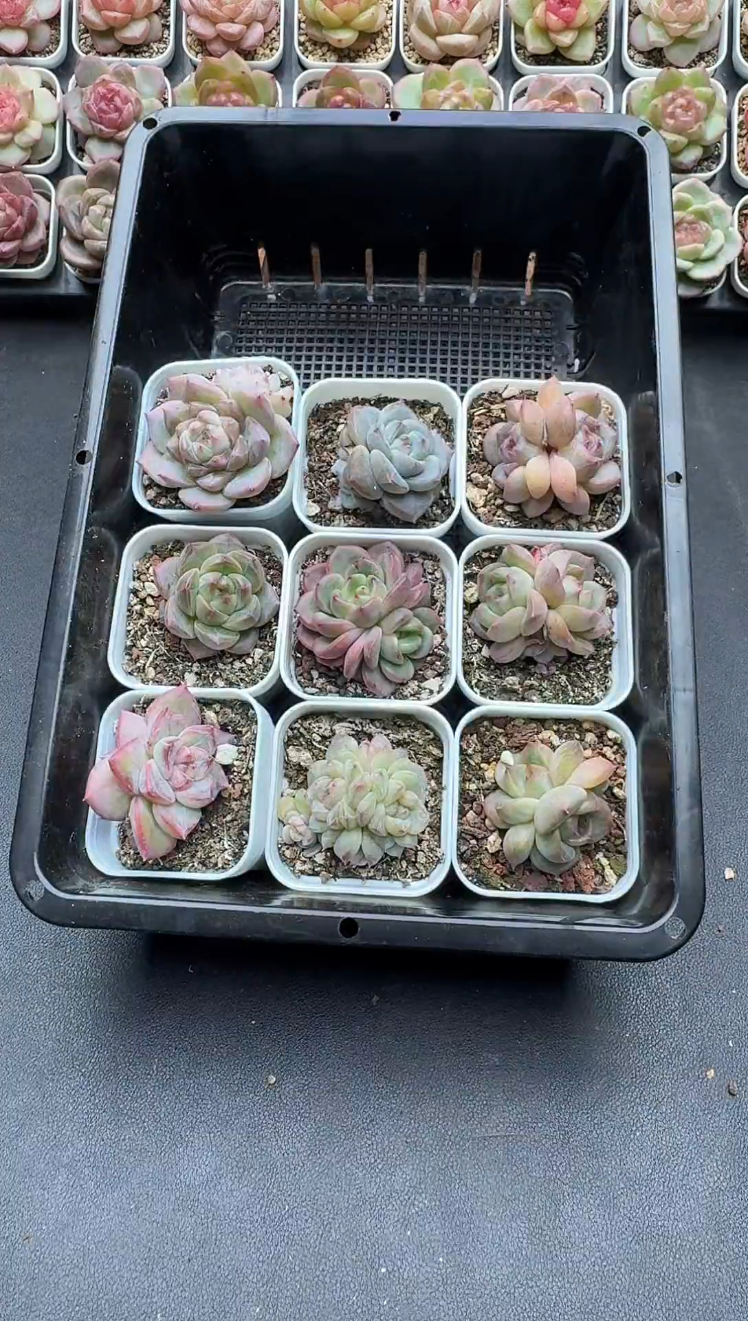 珍妮杂交多肉A675