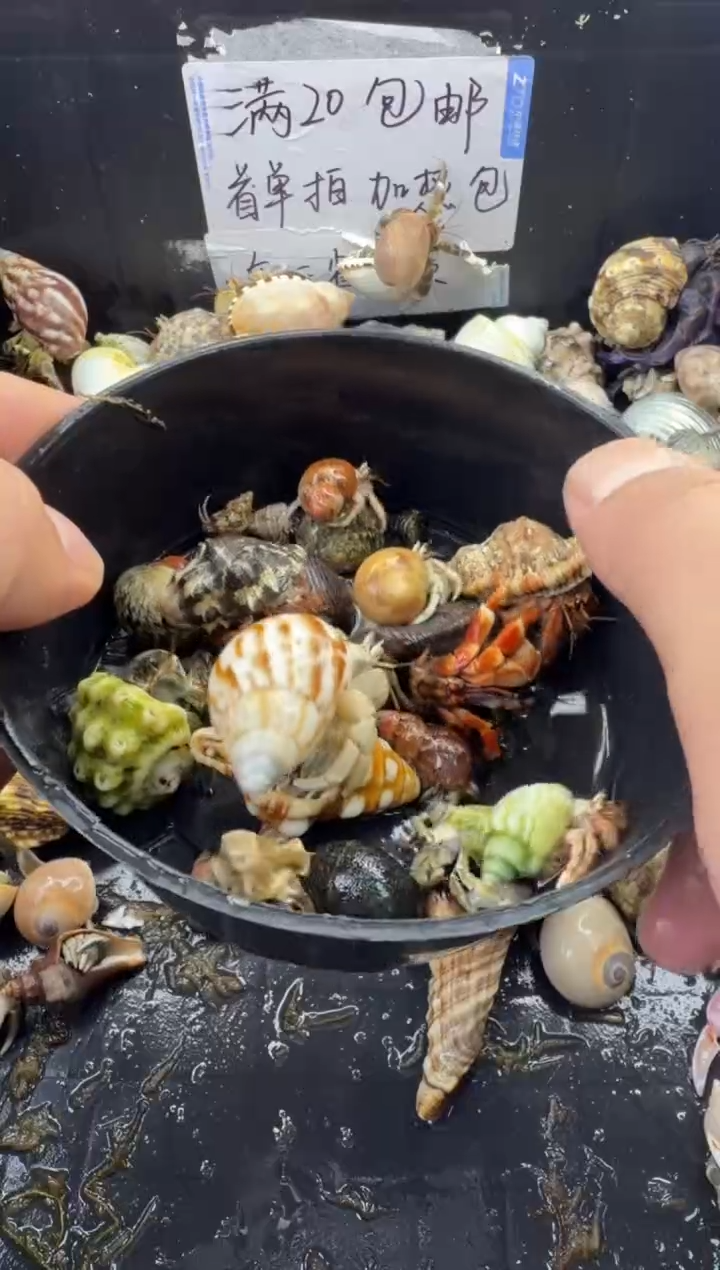 豆丁一份 包活到手10只，不包全品