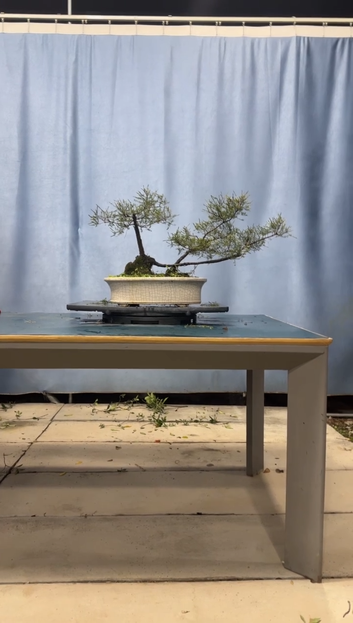 【闪购商品】盆景岗松