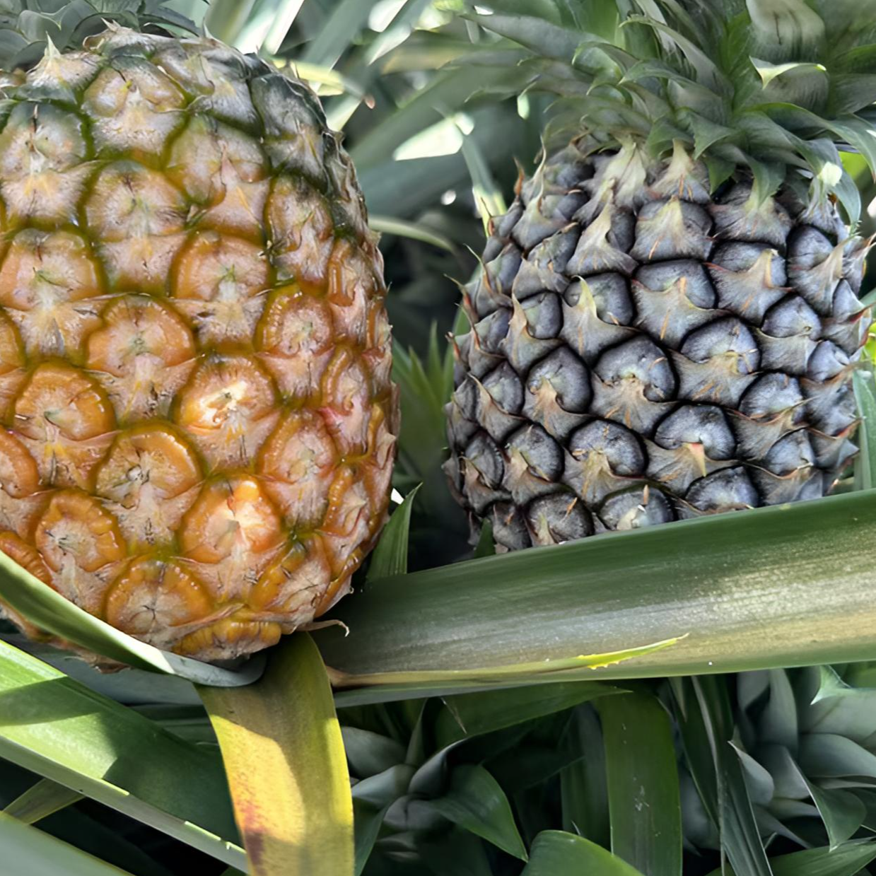 新鲜现摘应季孕妇水果云南边境圆墩香水菠萝金钻凤梨爆甜多汁香浓