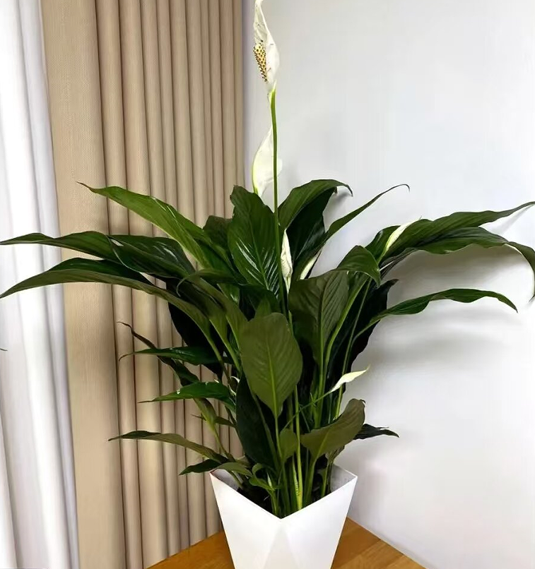 阿曼达一帆风顺60-70CM花多冠幅大客厅办公室书房四季开花送白盆