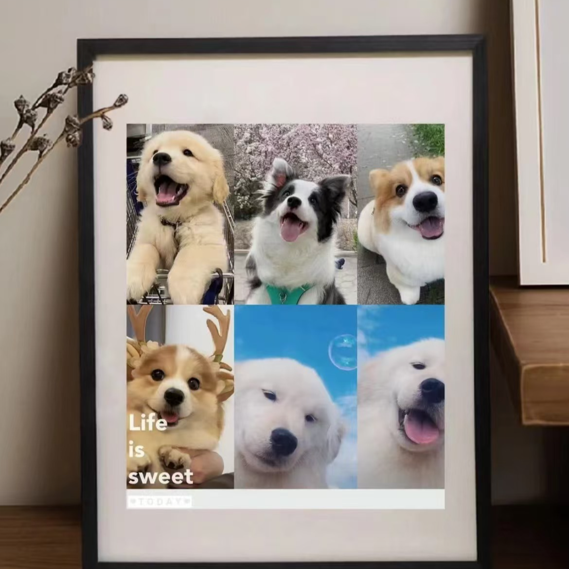 宠物相册记录美好生活