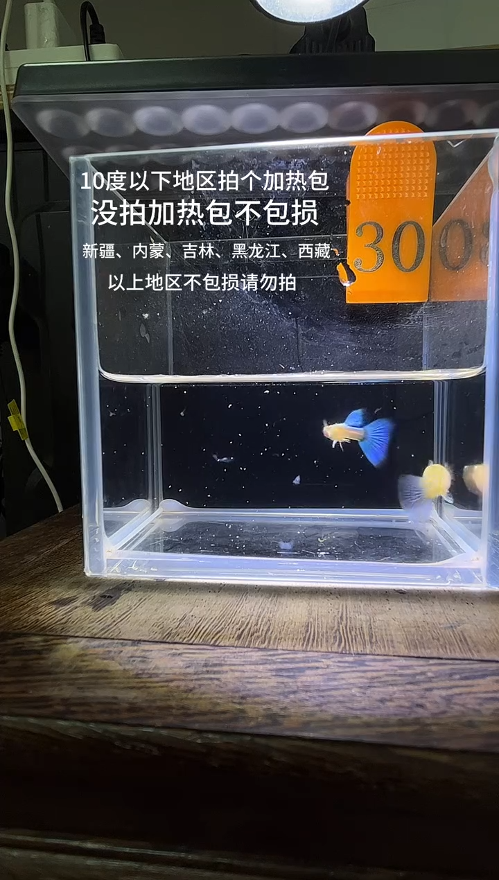 孔雀鱼蓝白飞船30