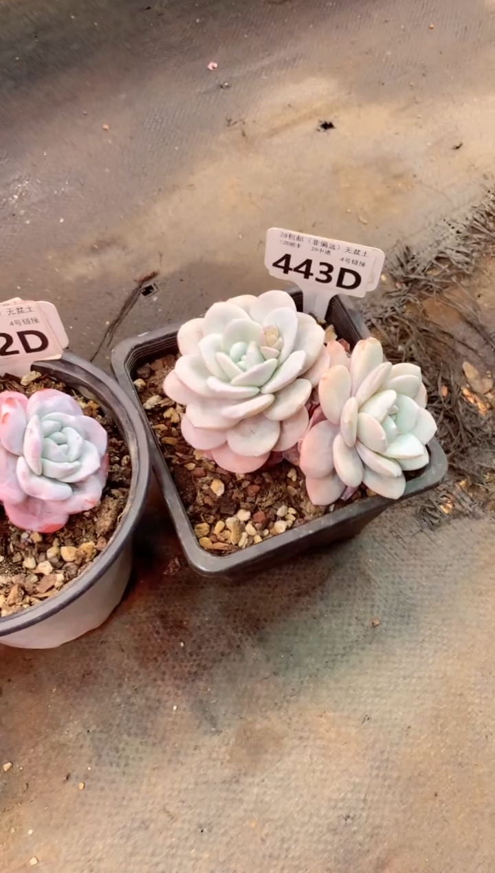 443D（一物一拍，精品多肉，w所见即所得 ）