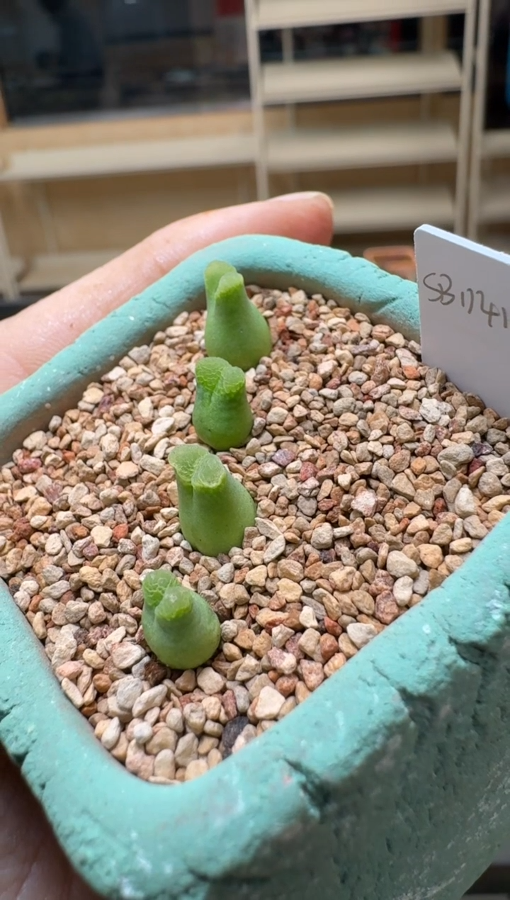 【闪购商品】3-227一颗