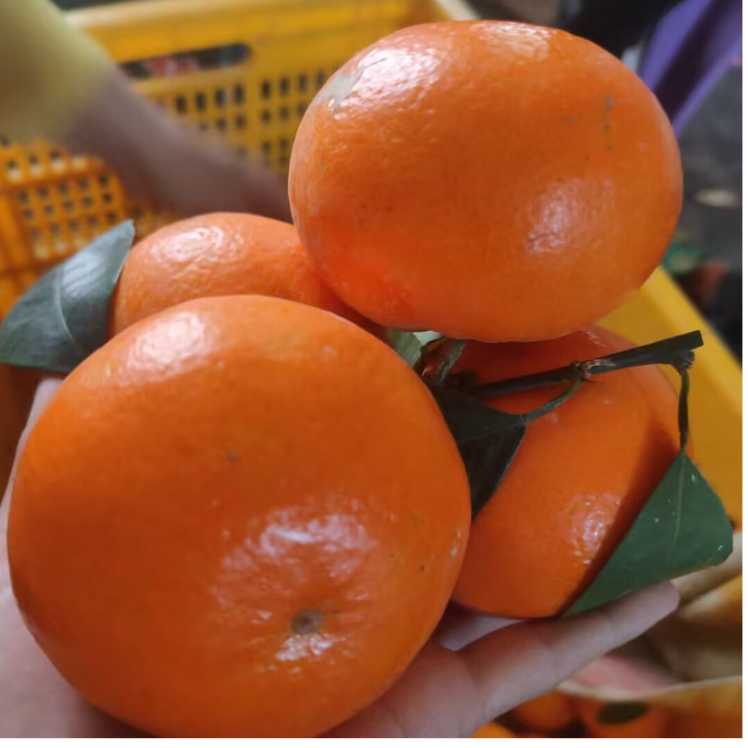 广西沃柑树苗嫁接品种南北方可种植地栽盆栽阳台楼顶