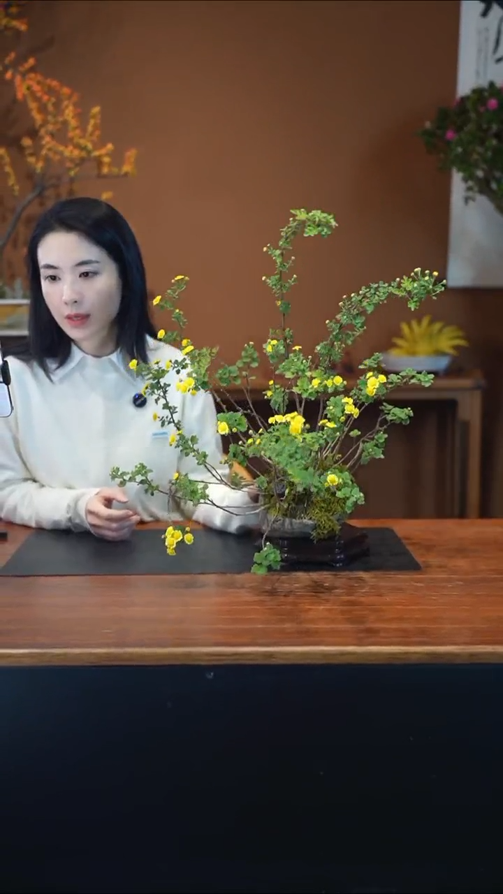 全部花朵山野草盆景盆景盆景