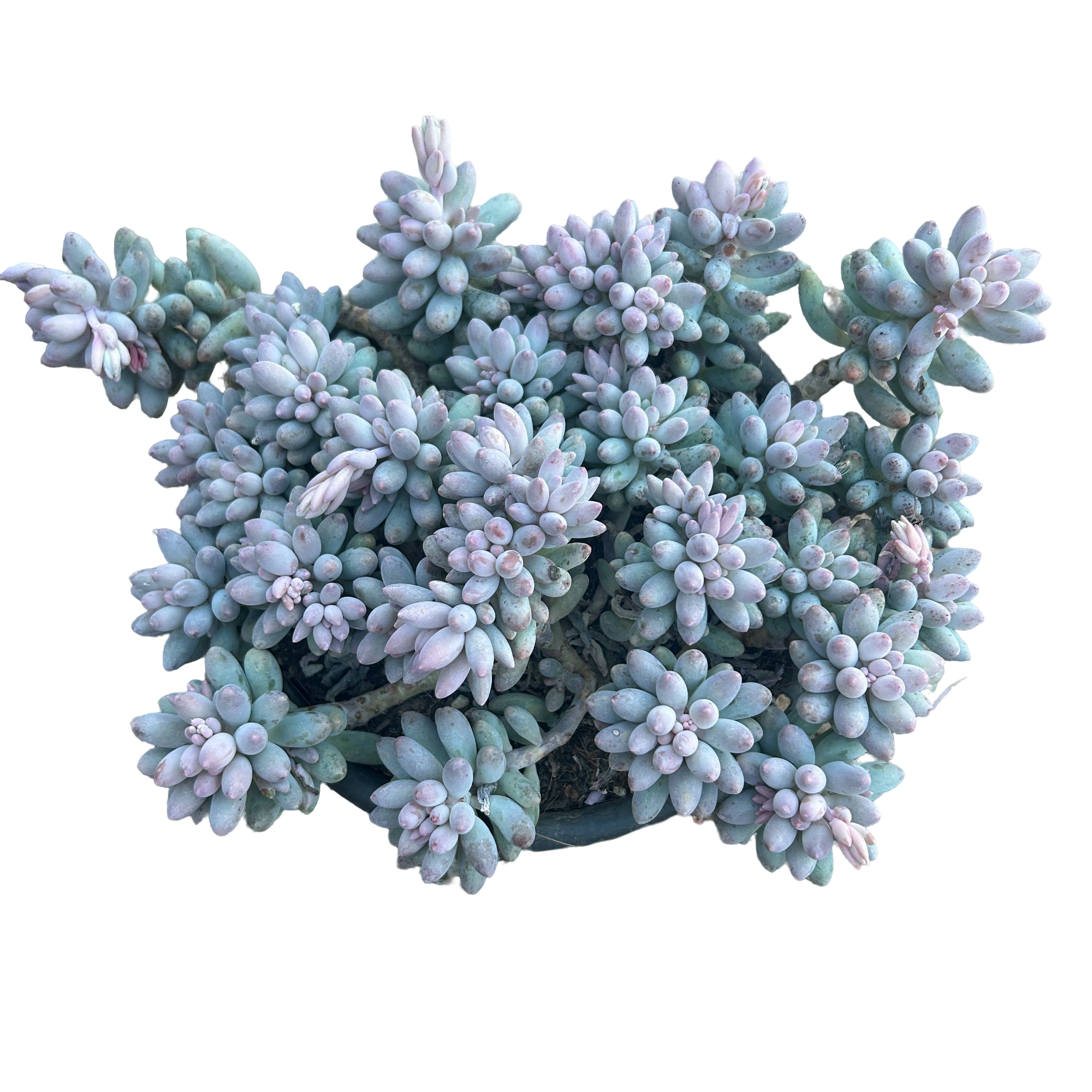 婴儿手指 多肉植物（满15包邮 直播间展示为准）