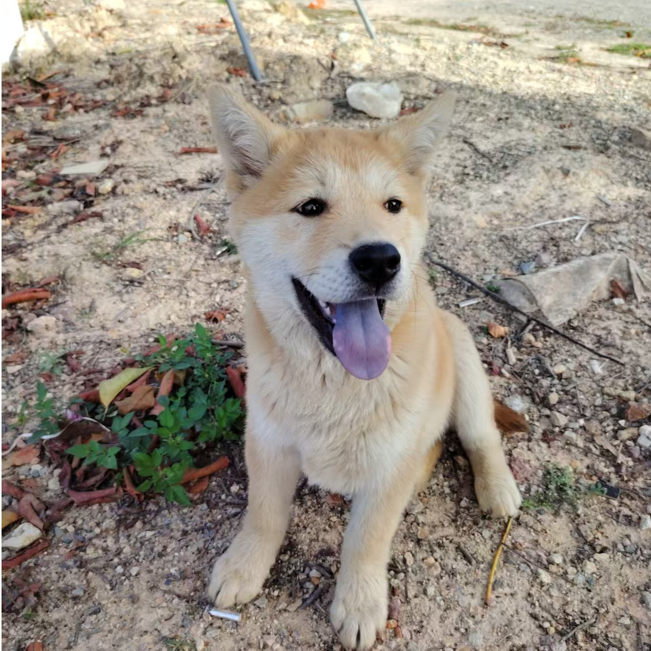 中华田园犬小土狗可爱宠物活体