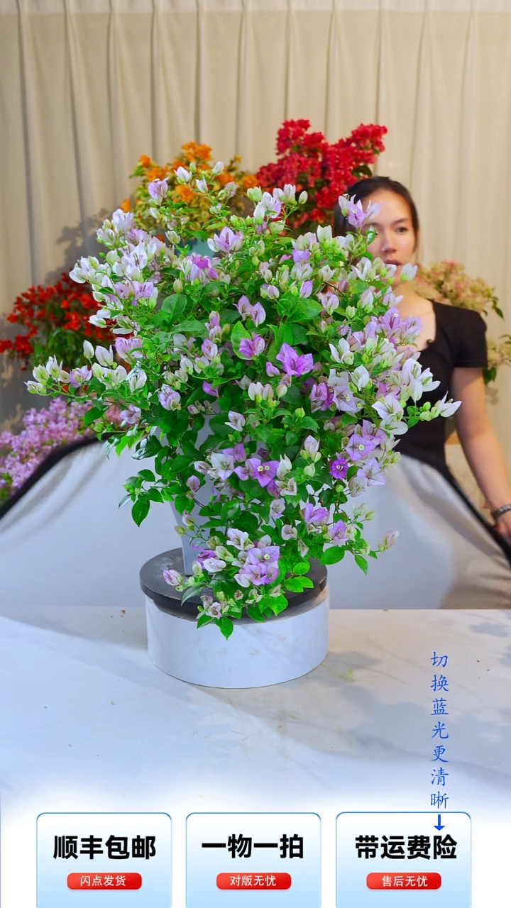 大部分开放少量花苞小*花梦幻雪紫