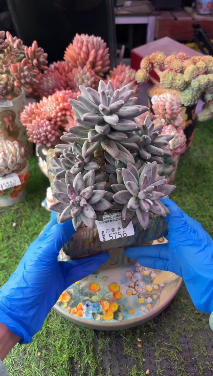 昆明印象多肉5756