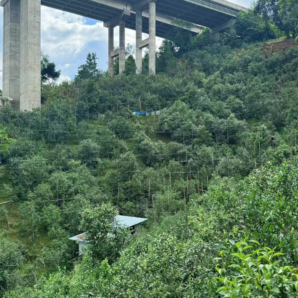 【名山团队】临时链接 （茶）9