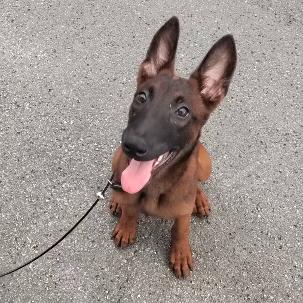 新（毅艳犬业)T狗狗活体