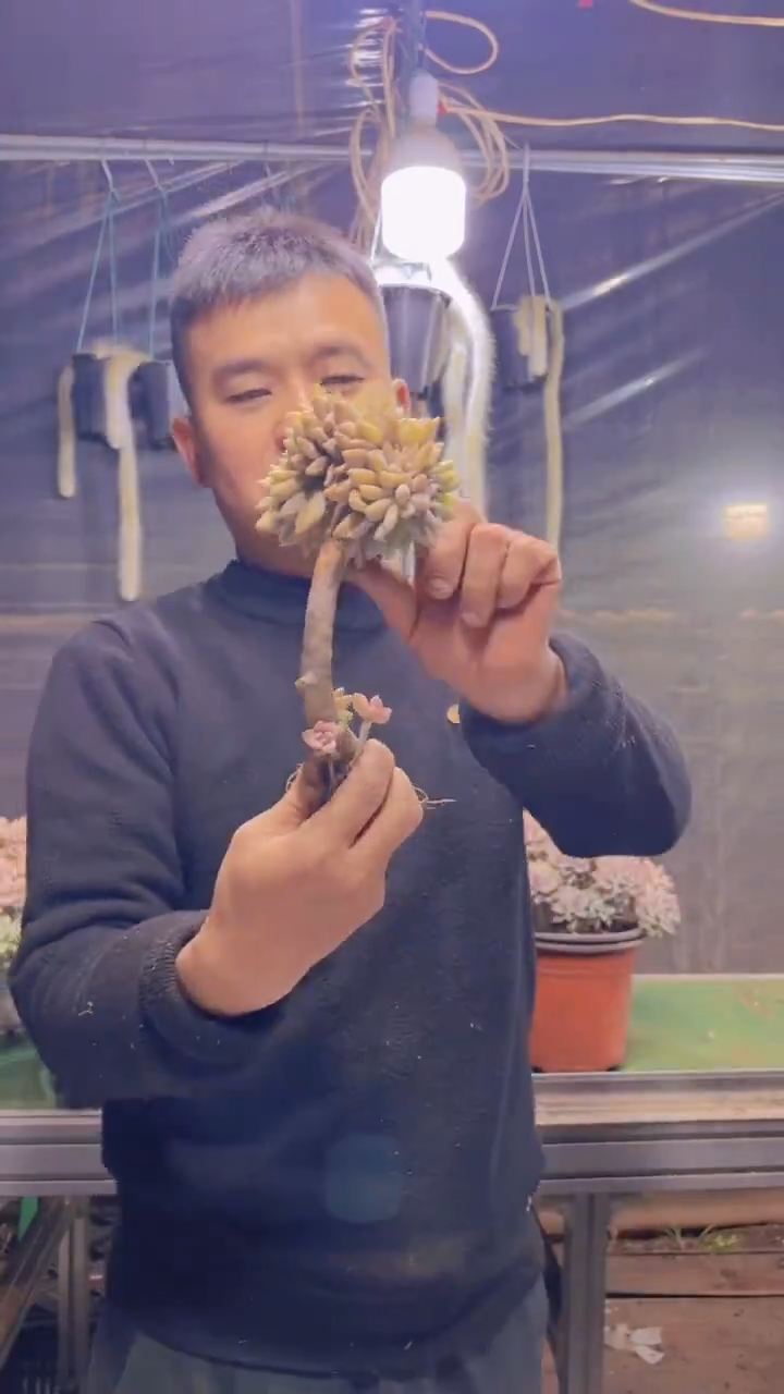 201淡雪缀化一物一拍