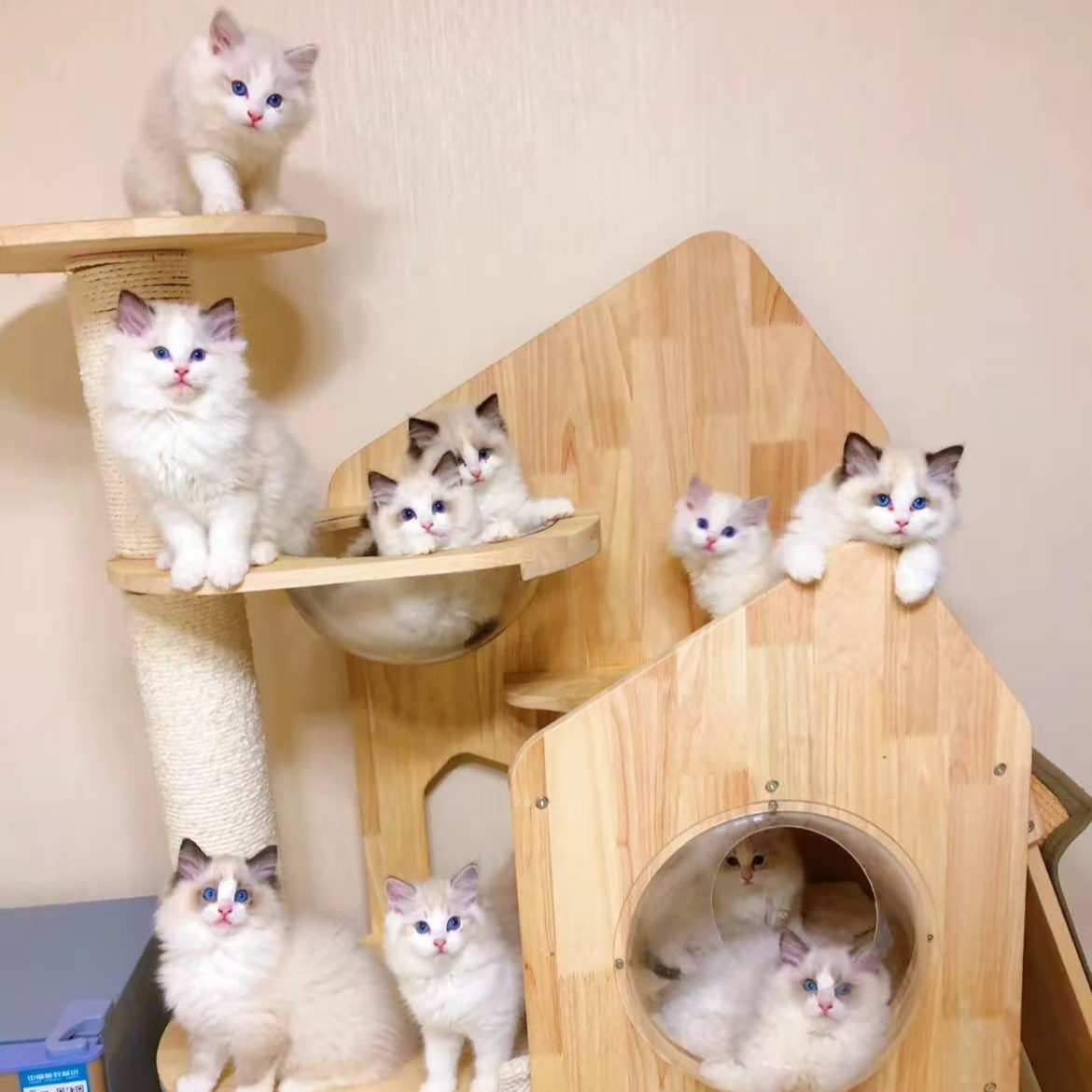 中南宠物繁殖基地