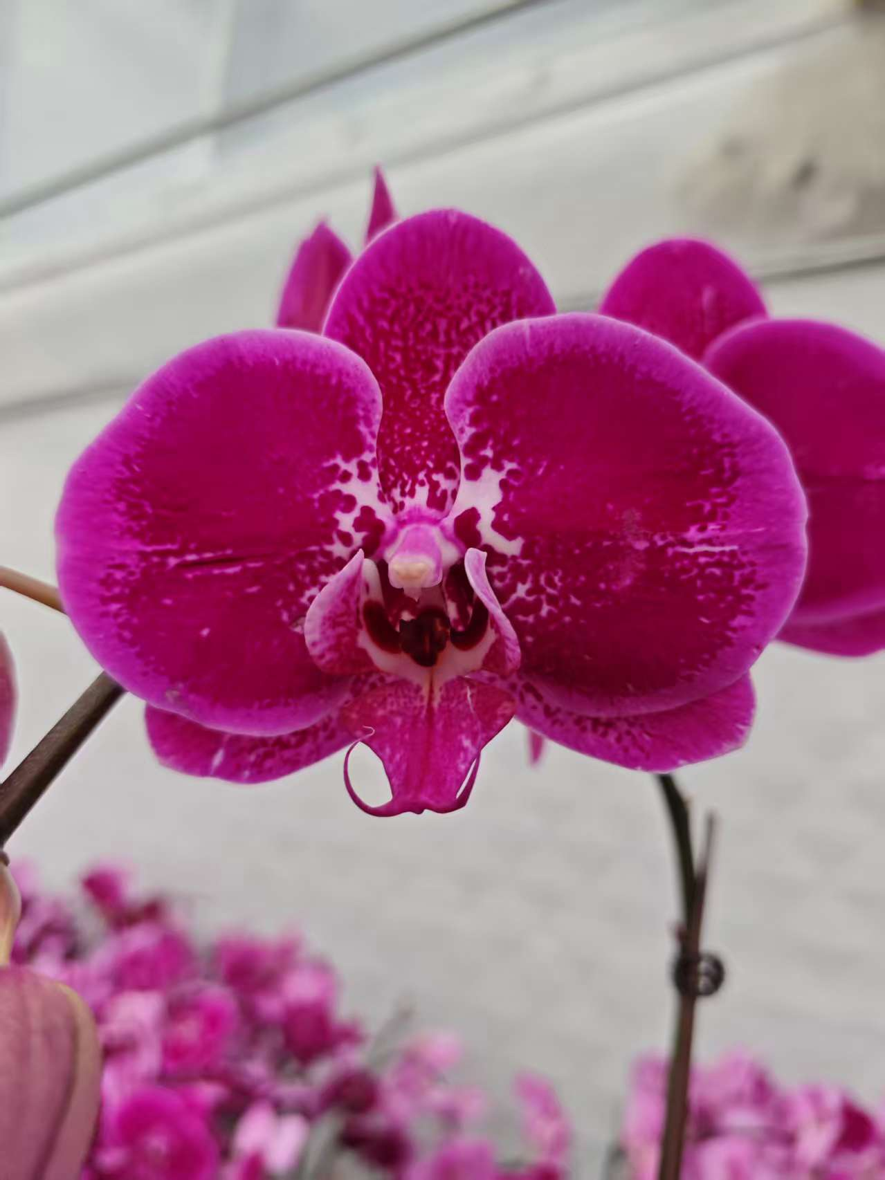 高品质红色蝴蝶兰【大财主】带花剑带花苞四季开花室内好养盆栽