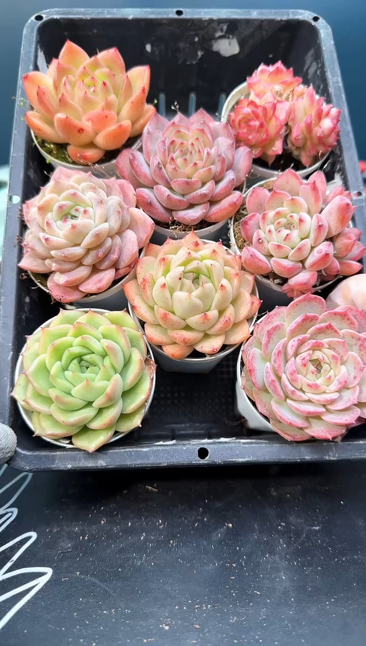 3 700   多肉  8 颗