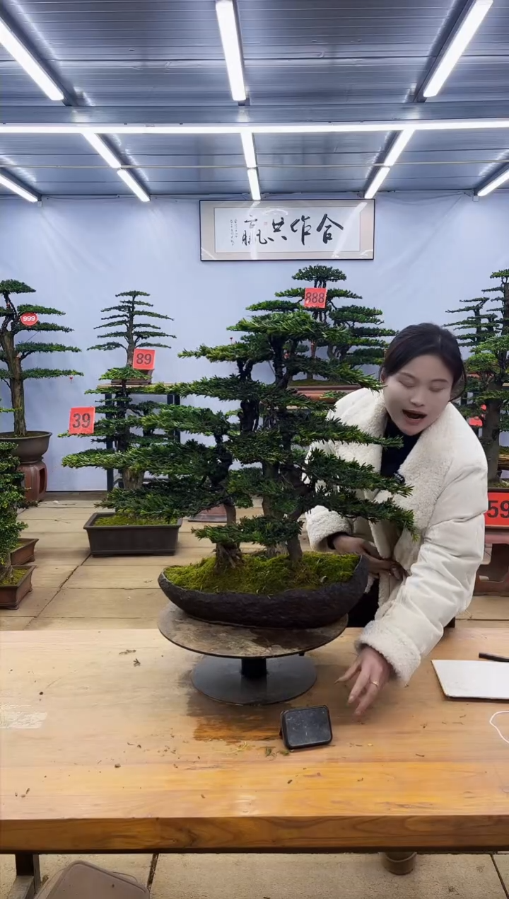 【闪购商品】高端盆景一物一拍，所见即所得