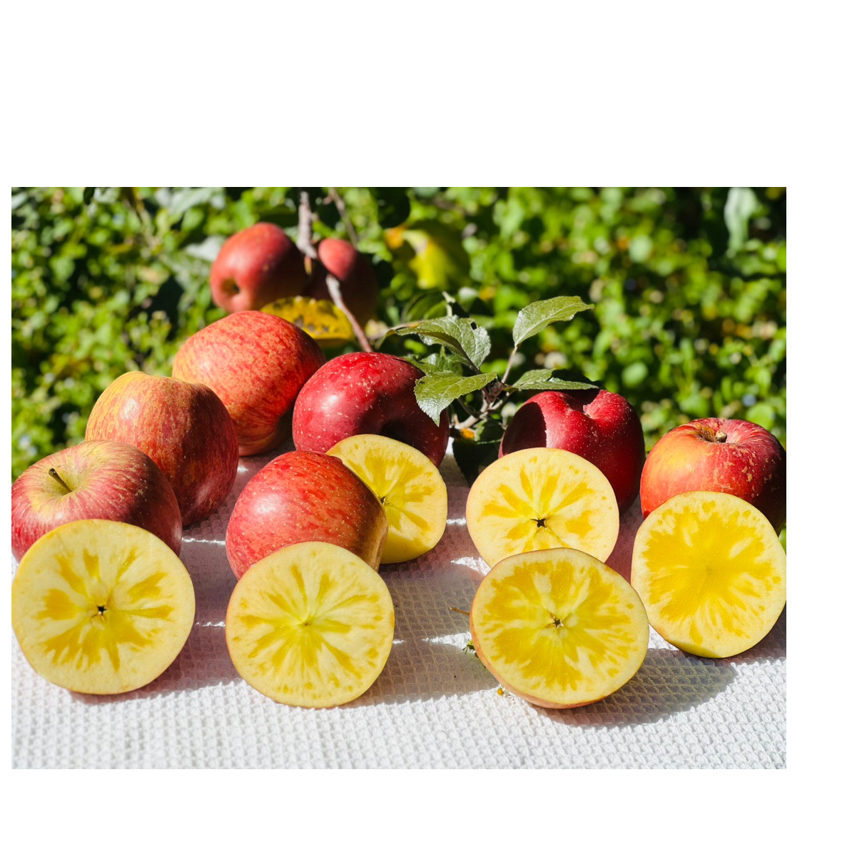 【木木专属】丑苹果 正宗冰糖心新鲜红富士脆甜多汁当季水果