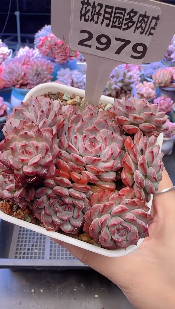 【闪购商品】2979姬莲