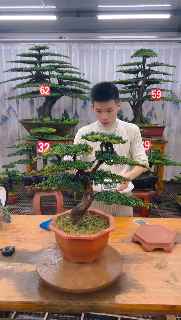 无花朵精品盆景直播间一物一拍