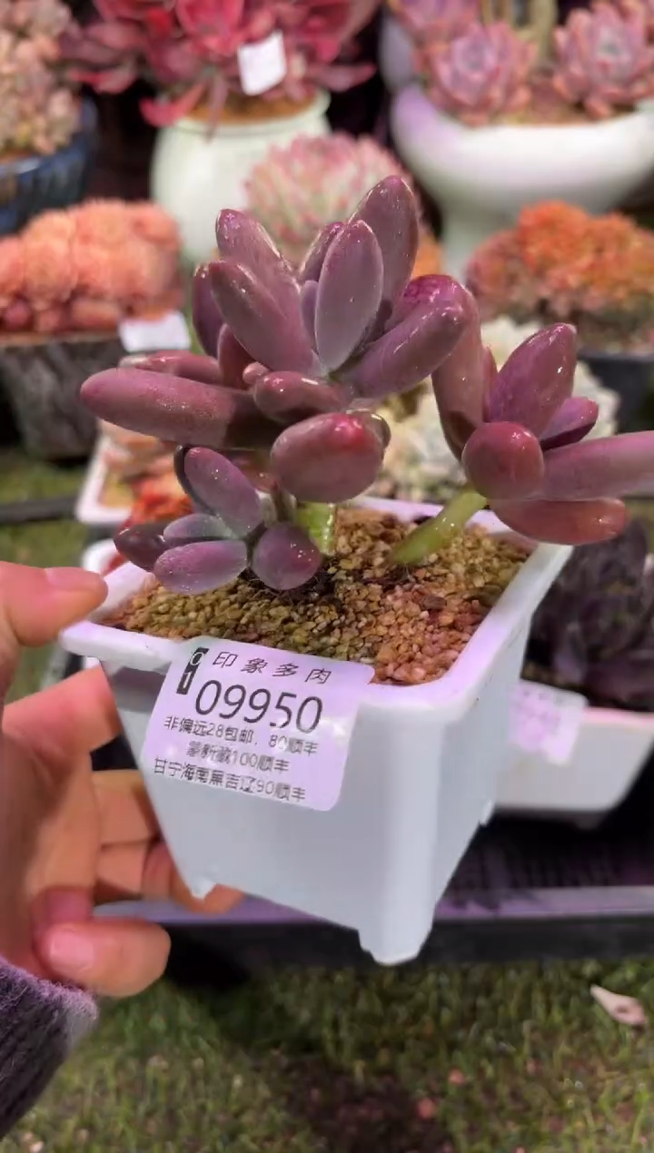 【闪购商品】09950