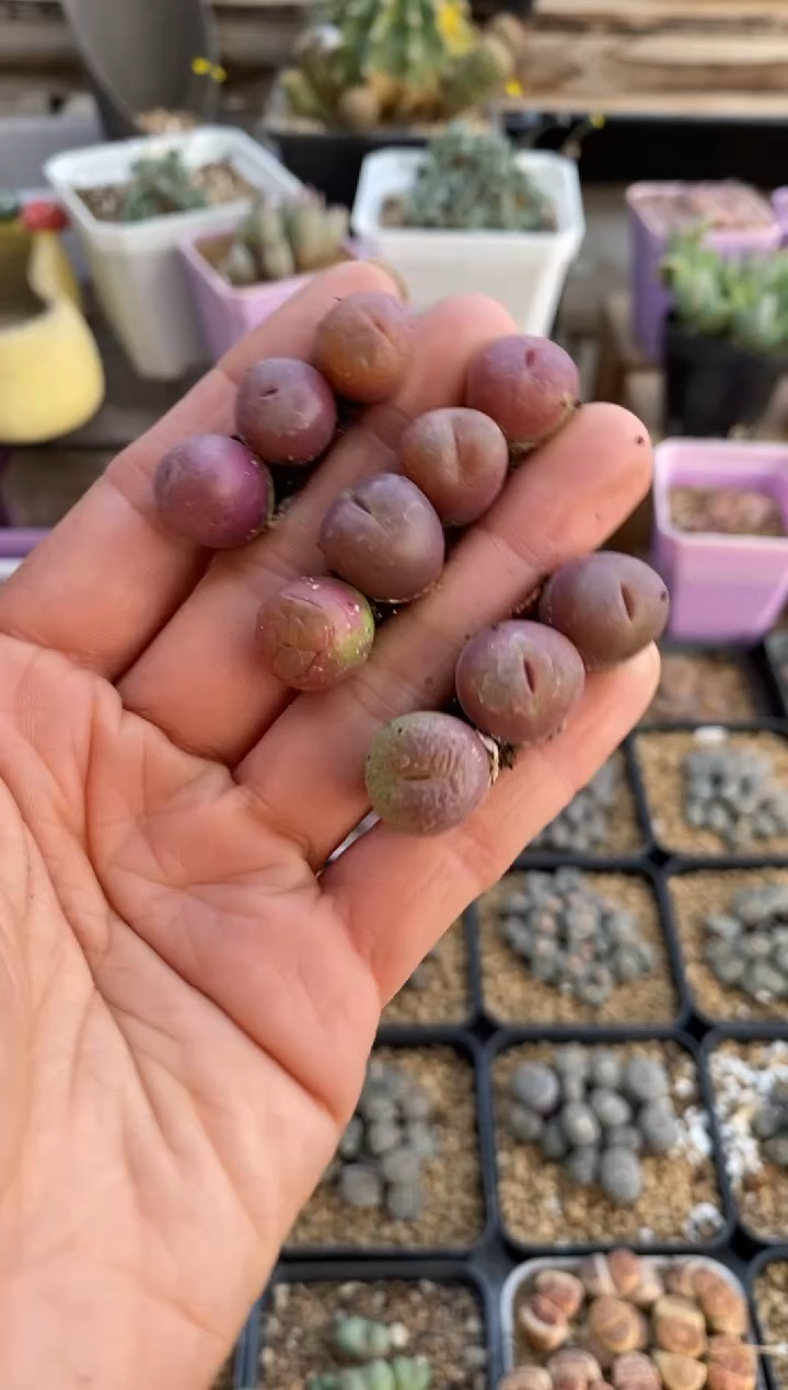 【闪购商品】9285直播一物一拍